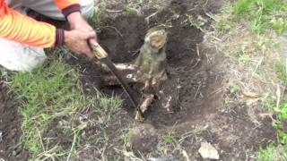 HOW TO REMOVE A TREE STUMP [upl. by Lajet]