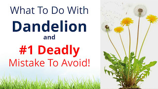 What to do with Dandelion amp 1 Deadly Mistake to Avoid [upl. by Genovera]