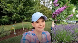 Butterfly Bushes amp Lavender  A Terrific Garden Addition  Gardening with Creekside [upl. by Wildermuth]