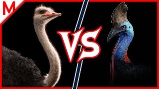 20💥Ostrich vs Cassowary   African vs Asian Elephant winner [upl. by Janenna]