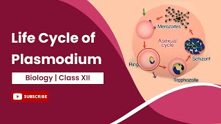 Life Cycle of Plasmodium  Class 12 [upl. by Mandy661]