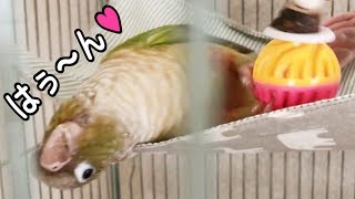 ハンモックが好きすぎるインコ [upl. by Engdahl]