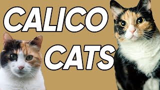 3 Fun and Fascinating Facts About Calicos [upl. by Reo277]