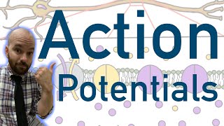 Action Potentials  Animated Explained Graphed [upl. by Uaeb959]