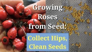 Growing Roses from Seed Collect Hips Clean and Save Seeds [upl. by Aitsirhc]