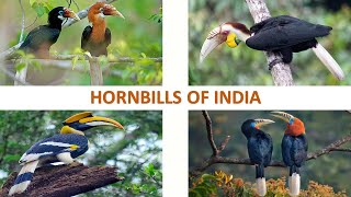 Hornbills of India 🇮🇳  Birds  Indian Birds [upl. by Alded]