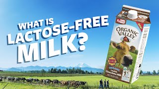 What is Lactose Free milk  Ask Organic Valley [upl. by Ahcila946]