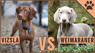 Vizsla vs Weimaraner  Dog Breed Comparison [upl. by Eldora977]