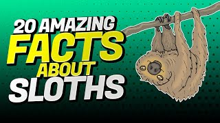 20 Interesting Facts About the SLOTH [upl. by Laikeze113]