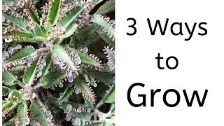 3 Ways to Grow kalanchoe Daigremontiana  Mother of Thousands [upl. by Aihsem508]