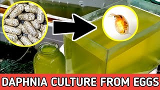 HOW TO HATCH DAPHNIA EGGS  HOW TO CULTURE DAPHNIA [upl. by Lynnea]