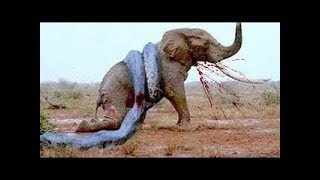 10 Extremas Peleas de Animales Salvajes Captadas en Cámara  TOP 10 Batallas Épicas de Animales [upl. by Arretnahs350]