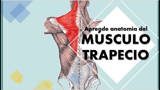 Anatomía del músculo TRAPECIO Explicación fácil [upl. by De]