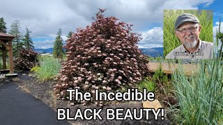 Black Beauty Elderberry Plant Profile [upl. by Livy]