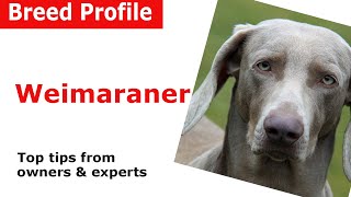 Weimaraner Dog Breed Guide [upl. by Frager]