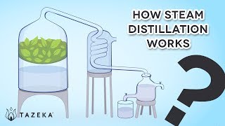 How Steam Distillation Works [upl. by Pontus]