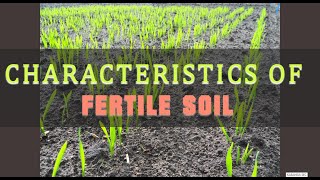 characteristics of fertile soil [upl. by Duj958]