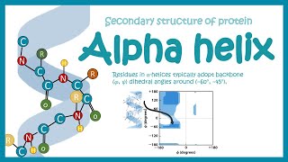 Beta pleated sheet  Secondary structure of protein [upl. by Maressa820]