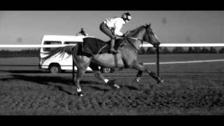 Galloping Horse in Super Slow Motion [upl. by Ecined]