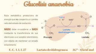 Glucólisis Anaeróbica [upl. by Einalam]