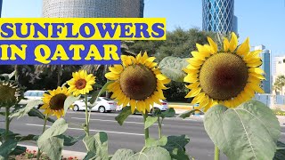 SUNFLOWERS IN QATAR Helianthus annuus [upl. by Iaverne]