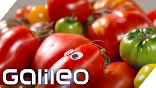 10000 Sorten 5 erstaunliche Geheimnisse über Tomaten  Galileo  ProSieben [upl. by Ettesus526]