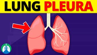 Lung Pleura Anatomy  Pleural Cavity  Overview [upl. by Damita]