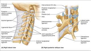 Noncontrast MRI cervical spine search pattern [upl. by Einafats]