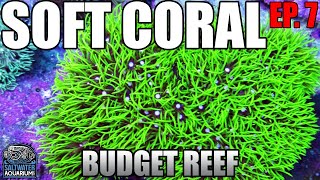 Choosing SOFT CORALS  Which Ones to Keep amp Why  Beginner Budget Reef Tank [upl. by Ilyse]