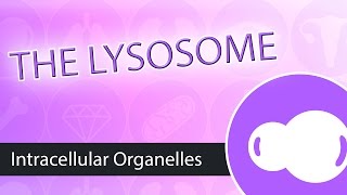 Intracellular Organelles The Lysosome [upl. by Crista541]