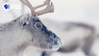 Follow Thousands of Reindeer on an Epic Journey [upl. by Doi269]