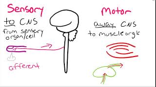 BIO 271 Nervous system Sensory vs Motor [upl. by Gile426]