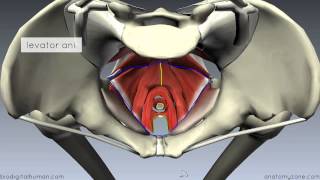 Pelvic Floor Part 1  The Pelvic Diaphragm  3D Anatomy Tutorial [upl. by Essirahs]