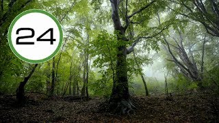 SONIDO de LLUVIA y PÁJAROS en BOSQUE☔🐦🌳Lluvia Relajante SIN Truenos para Dormir Estudiar Relajarse [upl. by Saretta331]