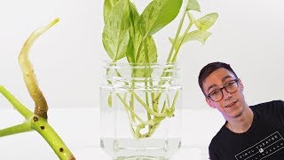 How To Propagate Pothos Cuttings  2 BEST Methods [upl. by Orv]