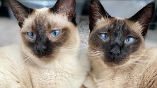 Siamese Cat Meowing  Siamese Cat Talking amp Playing [upl. by Greyso]