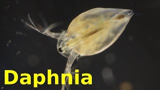 Daphnia [upl. by Einnol]