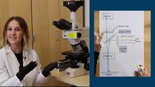 Fluorescence Microscopy [upl. by Blase]