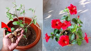 DO THESE 7 Things On Hibiscus IMMEDIATELY For More Flowers [upl. by Arym]