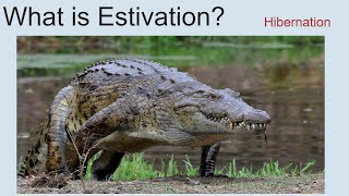 What Is Estivation  Hibernation [upl. by Attekal]