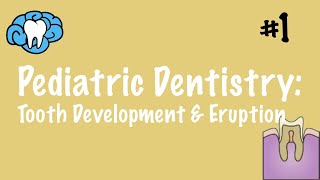 Pediatric Dentistry  Tooth Development and Eruption  INBDE ADAT [upl. by Akoyin]