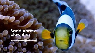 Fish Sounds Do fish talk to each other  BBC Earth Explore [upl. by Aicetel742]