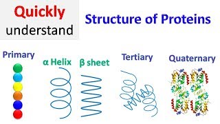 Protein structure  Primary  Secondary  Tertiary  Quaternary [upl. by Roice]