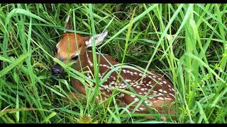 What To Do When You Find an Abandoned Fawn [upl. by Aneger]