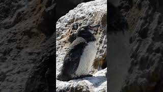 Rare Galápagos Penguins  Galápagos Islands  Lindblad Expeditions [upl. by Koorb385]