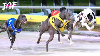 Is Greyhound Racing Really the Fastest Dog Sport [upl. by Ocirnor]