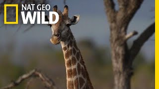 Giraffes 101  Nat Geo Wild [upl. by Hammer]