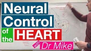 Neural Control of the Heart  Cardiology [upl. by Llenyl]