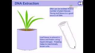 DNA extraction from plants [upl. by Ybur883]