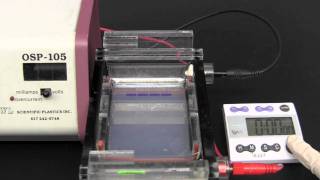 Gel Electrophoresis [upl. by Claudie906]